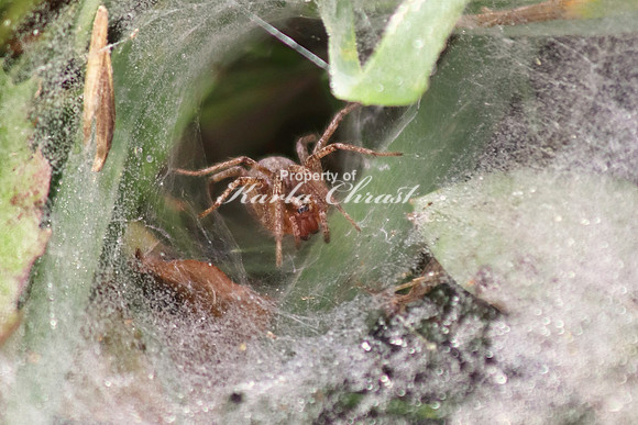 Grass Spider 2 - September 10, 2017 Knife River Indian Villages National Historic Site