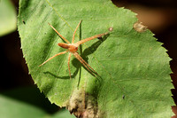 Nursery Web Spider, Male - October 10,  2016 Mammoth Cave National Park Kentucky