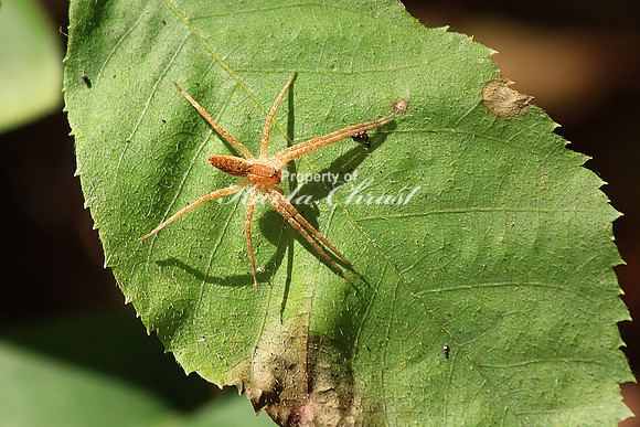 Nursery Web Spider, Male - October 10,  2016 Mammoth Cave National Park Kentucky