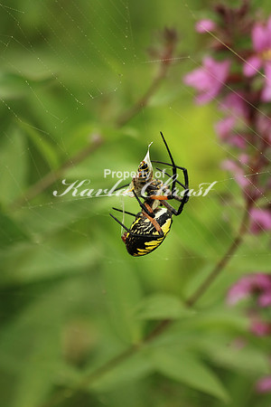 Yellow Garden Argiope 6 - August 29, 2015 Dakota Rail Regional Trail Minnesota
