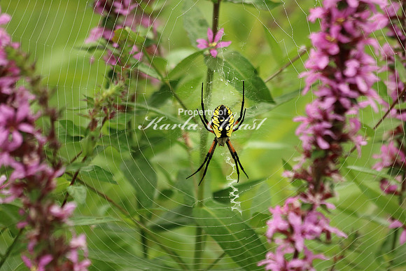 Yellow Garden Argiope 13 - August 29, 2015 Dakota Rail Regional Trail Minnesota