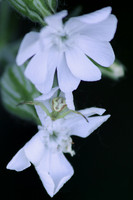 White Banded Crab Spider 2 - June 4, 2017 Sakatah Singing Hills State Trail Minnesota