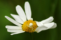 Goldenrod Crab Spider - June 29, 2017 Rydell National Wildlife Refuge Minnesota