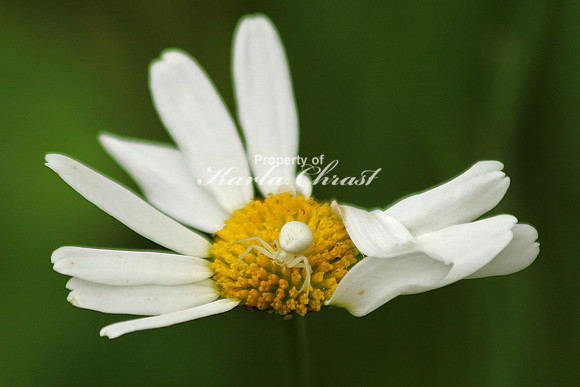 Goldenrod Crab Spider - June 29, 2017 Rydell National Wildlife Refuge Minnesota