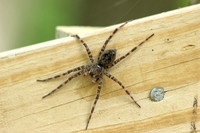 Dark Fishing Spider - June 24, 2013 Luce Line State Trail