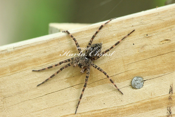 Dark Fishing Spider - June 24, 2013 Luce Line State Trail