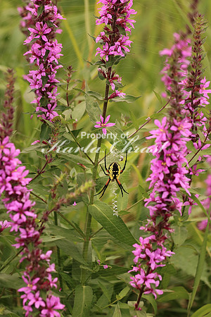 Yellow Garden Argiope 10 - August 29, 2015 Dakota Rail Regional Trail Minnesota