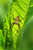 Spider - June 23, 2018 Sakatah Singing Hills State Trail Minnesota