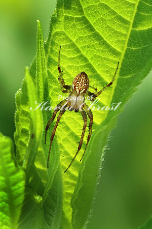Spider - June 23, 2018 Sakatah Singing Hills State Trail Minnesota