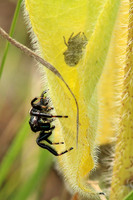 Johnson Jumping Spider 2 - July 4, 2015 Glacial Lakes State Trail Minnesota