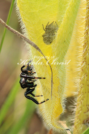 Johnson Jumping Spider 2 - July 4, 2015 Glacial Lakes State Trail Minnesota