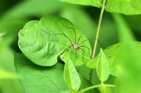 Harvestman 2 - June 23, 2018 Sakatah Singing Hills State Trail Minnesota