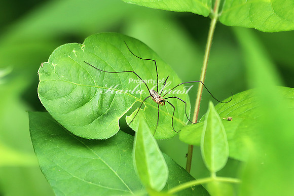 Harvestman 2 - June 23, 2018 Sakatah Singing Hills State Trail Minnesota