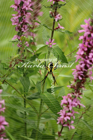 Yellow Garden Argiope 12 - August 29, 2015 Dakota Rail Regional Trail Minnesota