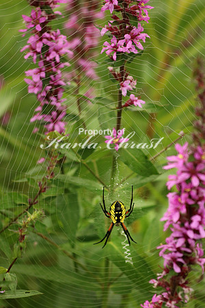 Yellow Garden Argiope 11 - August 29, 2015 Dakota Rail Regional Trail Minnesota