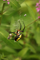 Yellow Garden Argiope 1 - August 29, 2015 Dakota Rail Regional Trail Minnesota