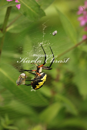 Yellow Garden Argiope 1 - August 29, 2015 Dakota Rail Regional Trail Minnesota