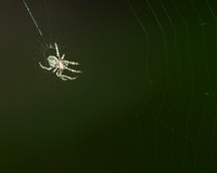 White Spider - August 27, 2011 Luce Line State Trail