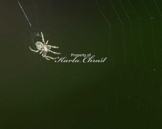 White Spider - August 27, 2011 Luce Line State Trail
