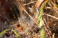 Grass Spider 3 - September 28, 2019 Maplewood State Park