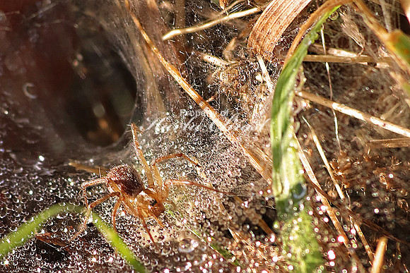 Grass Spider 3 - September 28, 2019 Maplewood State Park