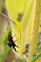 Johnson Jumping Spider 1 - July 4, 2015 Glacial Lakes State Trail Minnesota