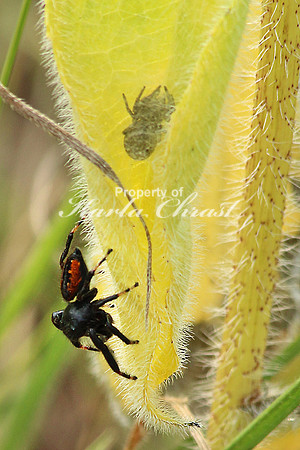 Johnson Jumping Spider 1 - July 4, 2015 Glacial Lakes State Trail Minnesota