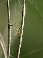 Long Legged Spider - August 13, 2011 Oakwoods Lake State Trail