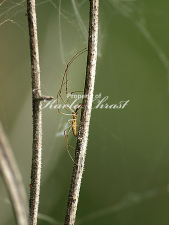 Long Legged Spider - August 13, 2011 Oakwoods Lake State Trail