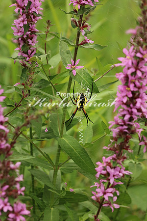 Yellow Garden Argiope 8 - August 29, 2015 Dakota Rail Regional Trail Minnesota
