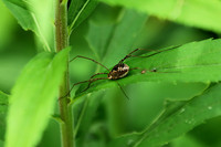 Harvestman 1 - June 23, 2018 Sakatah Singing Hills State Trail Minnesota