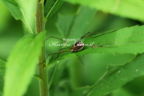 Harvestman 1 - June 23, 2018 Sakatah Singing Hills State Trail Minnesota