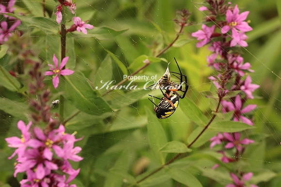 Yellow Garden Argiope 5 - August 29, 2015 Dakota Rail Regional Trail Minnesota