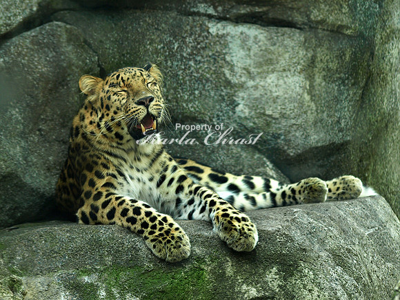 Amur Leopard 2 - August 19, 2011