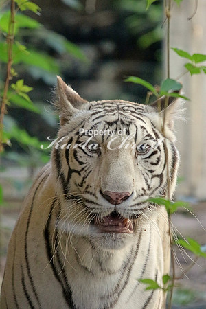 White Bengal Tiger - September 11, 2015