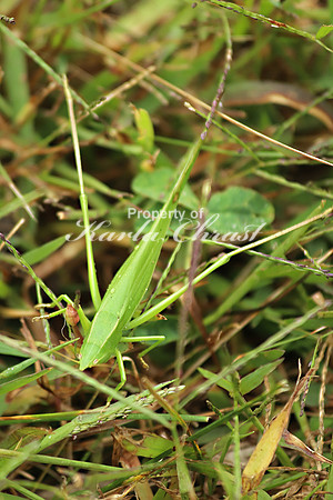 Katydid 6 - September 7, 2019 Flandrau State Park