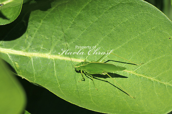 Katydid 4 - July 7, 2018 Sakatah Singing Hills State Trail Minnesota