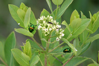 Dogbane Leaf Beetle 1 - June 13, 2015 Glacial Lakes State Trail Minnesota
