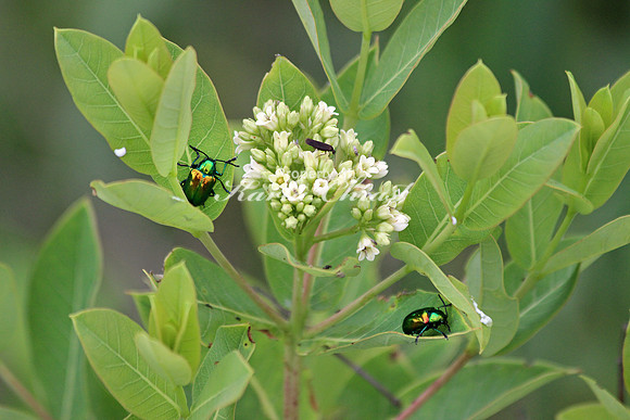 Dogbane Leaf Beetle 1 - June 13, 2015 Glacial Lakes State Trail Minnesota