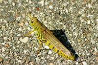Grasshopper 1 - September 7, 2014 Glacial Lakes State Trail Minnesota