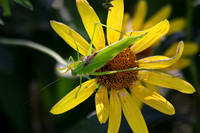 Katydid 2 - September 26, 2015 Dakota Rail Regional Trail Minnesota