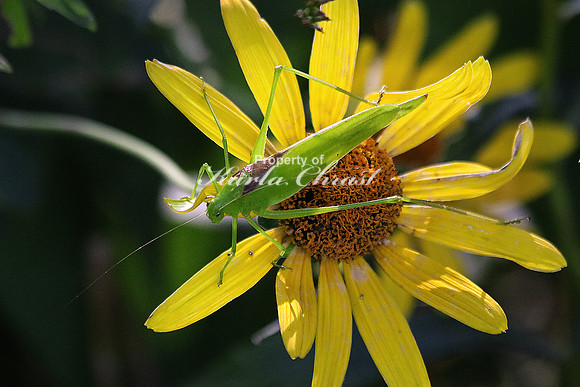 Katydid 2 - September 26, 2015 Dakota Rail Regional Trail Minnesota
