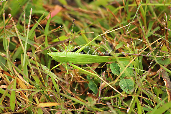 Katydid 7 - September 7, 2019 Flandrau State Park
