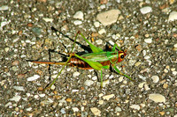 Cricket - September 7, 2014 Glacial Lakes State Trail Minnesota