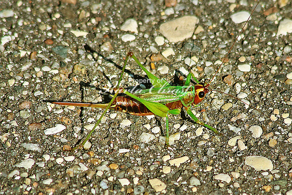 Cricket - September 7, 2014 Glacial Lakes State Trail Minnesota