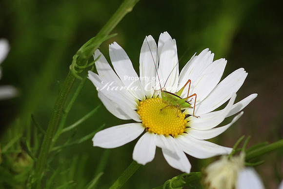 Katydid 3 - June 30, 2017 Agassiz National Wildlife Refuge Minnesota