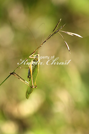 Katydid 5 - September 11, 2016 Blue Mounds State Park Minnesota