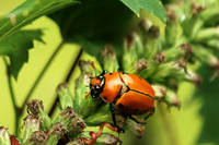 Grapevine Beetle 3 - August 10, 2018