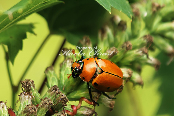 Grapevine Beetle 3 - August 10, 2018