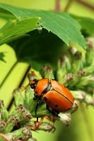 Grapevine Beetle 1 - August 10, 2018